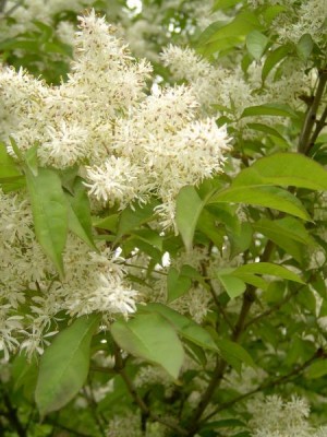 Jasan manový, zimnář - v květu  Fraxinus ornus