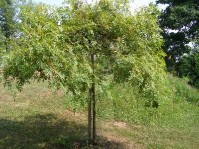   Jasan ztepilý Fraxinus excelsior ´Jaspidea´