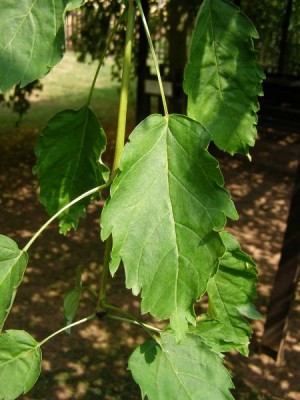 Jasan ztepilý Fraxinus excelsior ´Heterophylla pendula´