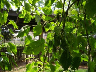  Jasan ztepilý Fraxinus excelsior ´Heterophylla pendula´