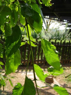  Jasan ztepilý Fraxinus excelsior ´Heterophylla pendula´