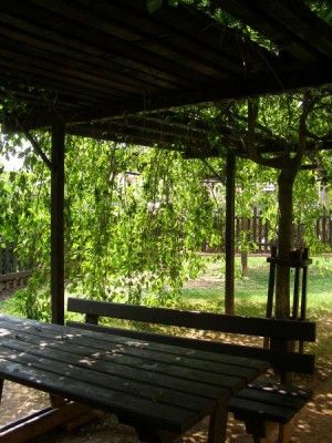  Jasan ztepilý, besídka Fraxinus excelsior ´Heterophylla pendula´