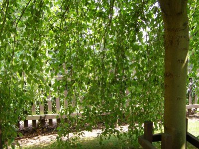    Jasan ztepilý Fraxinus excelsior ´Heterophylla pendula´