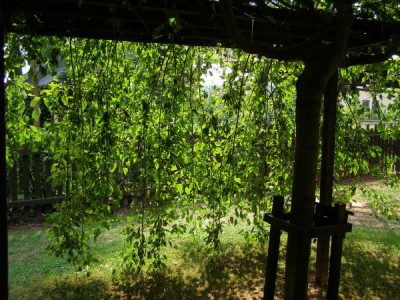   Jasan ztepilý, besídka Fraxinus excelsior ´Heterophylla pendula´