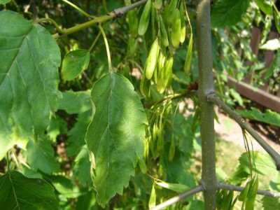   Jasan ztepilý Fraxinus excelsior ´Heterophylla pendula´