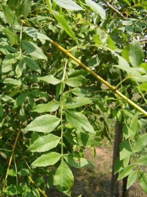 Jasan ztepilý Fraxinus excelsior ´Jaspidea´