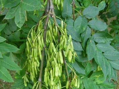 Jasan ztepilý Fraxinus excelsior ´Pendula´