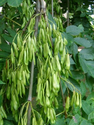 Jasan ztepilý Fraxinus excelsior ´Pendula´