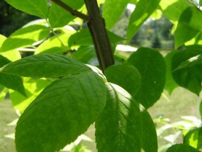 Jasan čtyřhranný Fraxinus quadrangulata