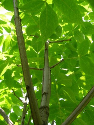 Jasan čtyřhranný Fraxinus quadrangulata