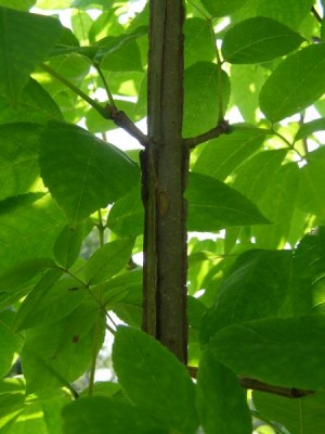 Jasan čtyřhranný Fraxinus quadrangulata