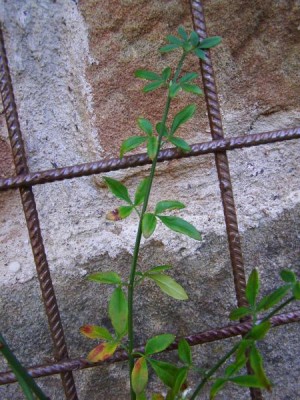 Jasmín nahokvětý Jasminum nudiflorum