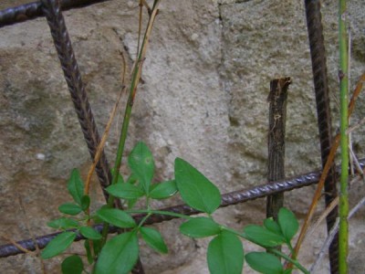 Jasmín nahokvětý Jasminum nudiflorum