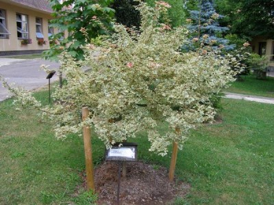 Javor babyka Acer campestre ´Albo-variegatum´