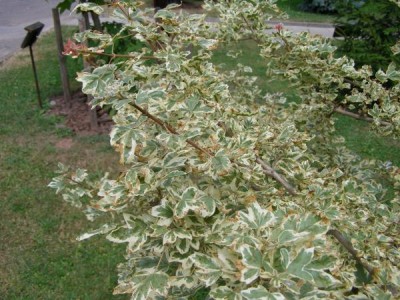 Javor babyka Acer campestre  ´Albo-variegatum´