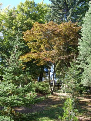 Javor dlanitolistý  Acer palmatum ´Atropurpureum´