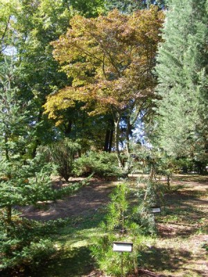 Javor dlanitolistý  Acer palmatum  ´Atropurpureum´