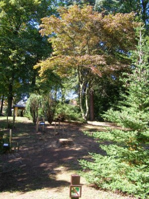  Javor dlanitolistý Acer palmatum ´Atropurpureum´