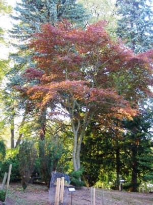 Javor dlanitolistý Acer palmatum  ´Atropurpureum´