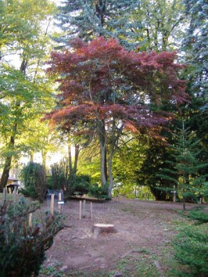 Javor dlanitolistý Acer palmatum ´Atropurpureum´