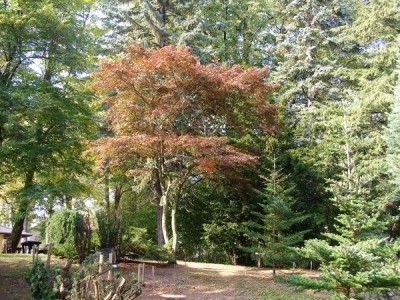 Javor dlanitolistý Acer palmatum ´Atropurpureum´