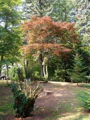  Javor dlanitolistý Acer palmatum  ´Atropurpureum´