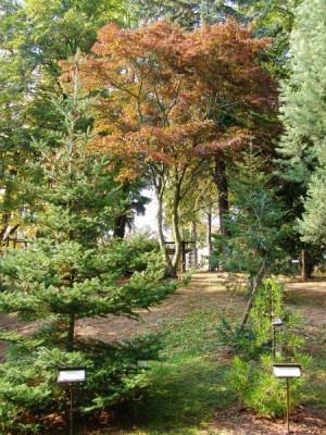 Javor dlanitolistý Acer palmatum ´Atropurpureum´