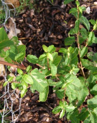 Javor hloholistý Acer rataegifolium ´Veitchii´