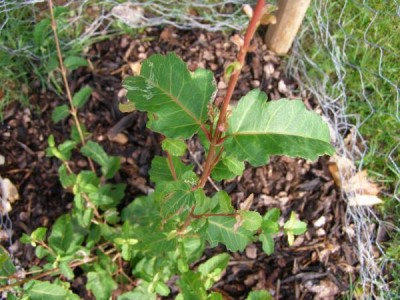 Javor hloholistý Acer rataegifolium´Veitchii´