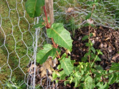 Javor hloholistý Acer rataegifolium´Veitchii´