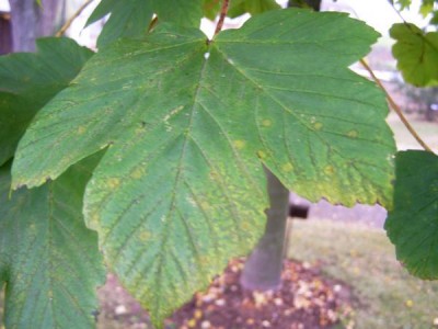Javor klen Acer pseudoplatanus