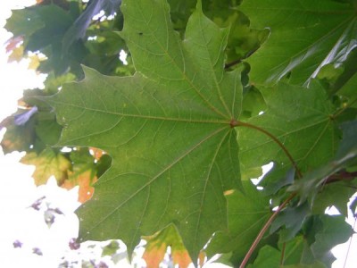 Javor mléč Acer platanoides