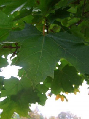 Javor mléč Acer platanoides
