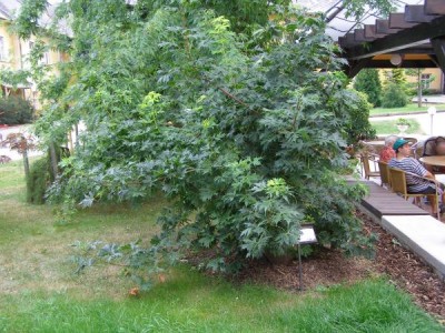 Javor mléč Acer platanoides ´Dissectum´