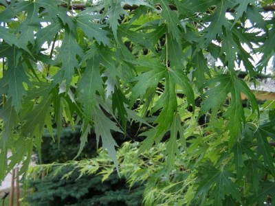 Javor stříbrný Acer sacharinum ´Wieri´