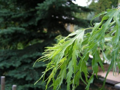 Javor stříbrný Acer sacharinum ´Wieri´