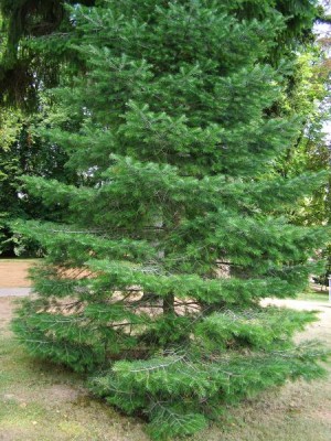 Jedle ojíněná Abies concolor