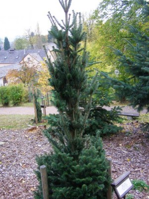 Jedle bělokorá  Abies alba ´Pyramidalis´