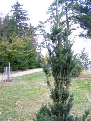 Jedle bělokorá Abies alba ´Pyramidalis´