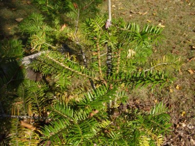 Jedle japonská Abies firma