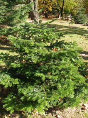 Jedle kavkazská Abies nordmannianna