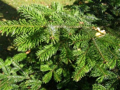Jedle kavkazská Abies nordmannianna