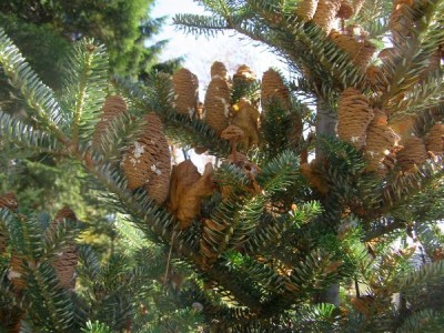 Jedle korejská Abies coreana