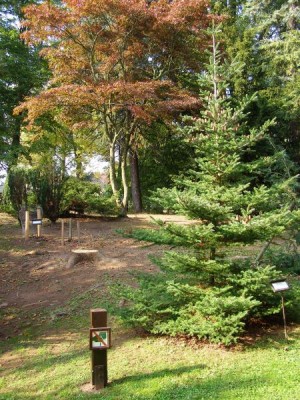 Jedle korejská Abies coreana