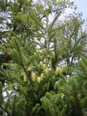 Jedle korejská Abies coreana