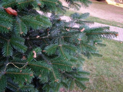 Jedle líbezná Abies amabilis