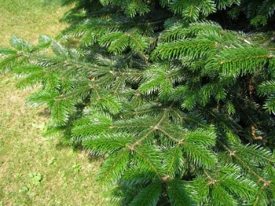 Jedle líbezná Abies amabilis