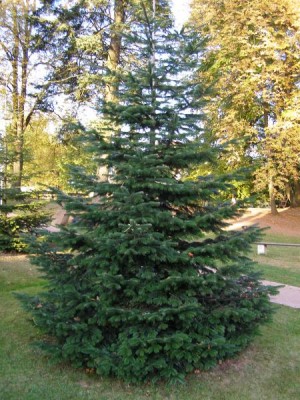 Jedle líbezná Abies amabilis