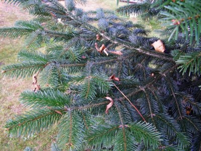 Jedle líbezná Abies amabilis