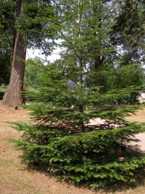Jedle obrovská Abies grandis